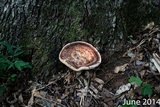 Laetiporus persicinus image