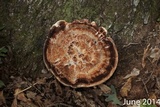 Laetiporus persicinus image