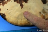 Laetiporus persicinus image
