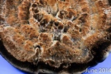 Laetiporus persicinus image
