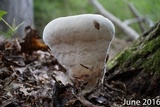 Laetiporus persicinus image