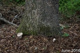 Laetiporus persicinus image