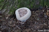 Laetiporus persicinus image