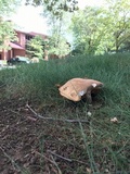 Boletus variipes image