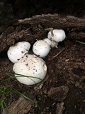 Neolentinus lepideus image