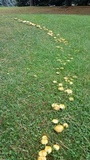Suillus americanus image