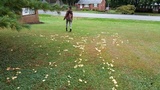 Suillus americanus image