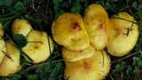 Suillus americanus image