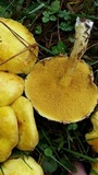 Suillus americanus image