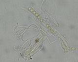 Pulvinula archeri image