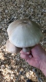 Pluteus petasatus image