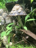 Coprinopsis variegata image