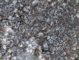 Immersaria athroocarpa image