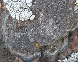 Immersaria athroocarpa image