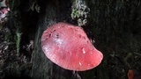 Fistulina hepatica image