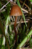 Galerina hypnorum image