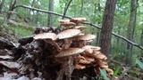 Pholiota squarrosa image