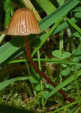 Galerina hypnorum image
