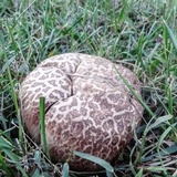 Calvatia cyathiformis image