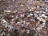 Kuehneromyces marginellus image