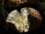 Calvatia pachyderma image