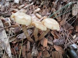 Kuehneromyces marginellus image