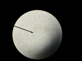 Kuehneromyces marginellus image