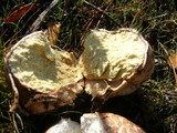 Calvatia pachyderma image