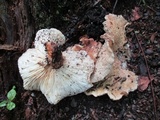 Neolentinus lepideus image