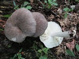 Megacollybia rodmanii image