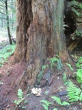 Neolentinus lepideus image