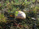 Calvatia pachyderma image