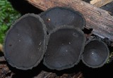 Plectania melastoma image