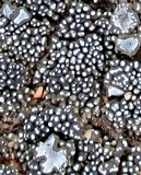 Aspicilia transbaicalica image