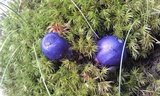 Cortinarius iodes image