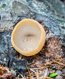 Peziza repanda image