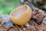 Peziza repanda image