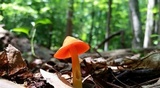 Humidicutis marginata image
