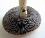 Stropharia coronilla image