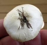 Stropharia coronilla image