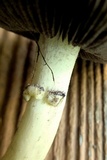 Stropharia coronilla image