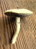 Stropharia coronilla image