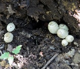 Coprinopsis variegata image