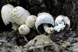 Coprinopsis variegata image