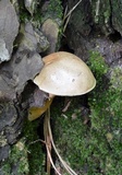 Tylopilus felleus image