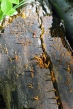 Calocera cornea image