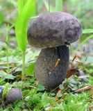 Tylopilus plumbeoviolaceus image