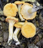 Cantharellus phasmatis image