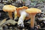 Cantharellus phasmatis image