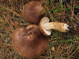 Tricholoma imbricatum image